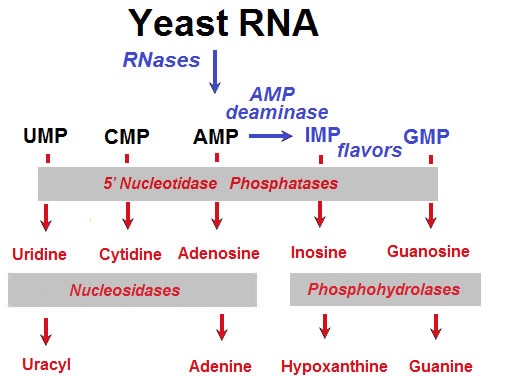 5' nucleotide degradation yeast extract